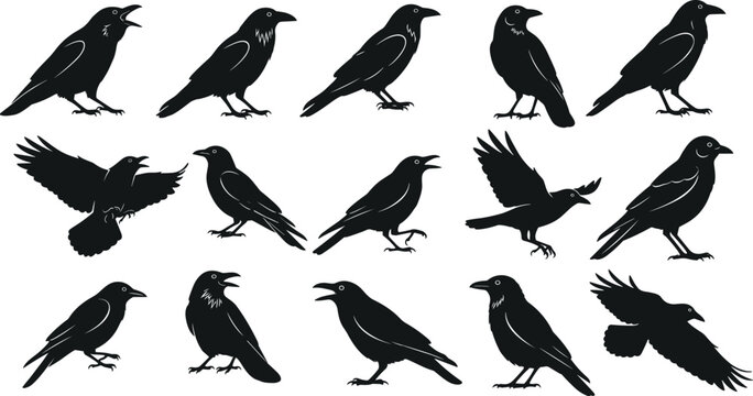 Black and white vector set of fifteen crow and raven silhouettes in various poses including flying perched and croaking for horror.