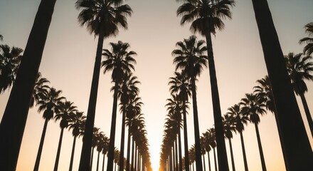 Palm trees lining a street, perspective to the horizon, silhouetted by sunset