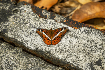 Orange Commander Butterfly Resting on Textured Stone Surface © Александр Коноплев