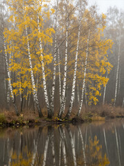 Serene Autumn Birch Forest with Golden Leaves and Misty Reflection in Calm Water, Tranquil Nature Scene for Wallpaper or Background Design