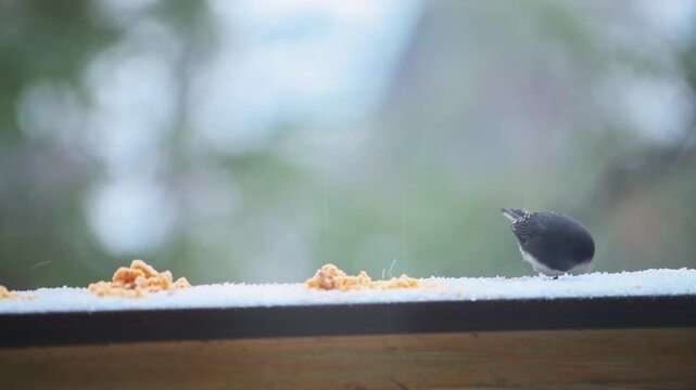 Dark-eyed junco small bird perched on balcony at cold winter snow in Virginia with cute pink beak eating seeds and suet feed food macro closeup