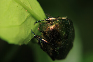 Altın b&ouml;ceği Cetonia aurata macro photograph