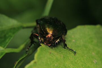 Altın b&ouml;ceği Cetonia aurata macro photograph