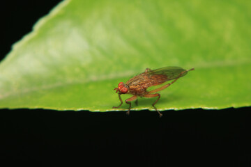 macro photo of housefly facing back	