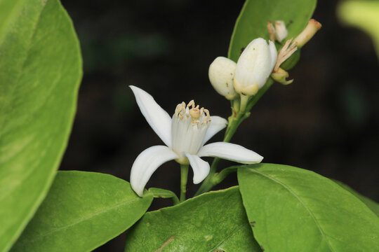 white small flower blooming in winter	