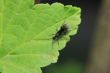 cotesia wasp insect macro photo	