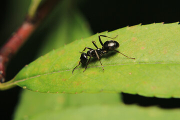 Black carpenter ant macro photo	