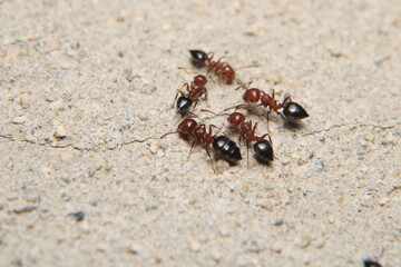 Black carpenter ant macro photo	