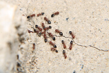 Black carpenter ant macro photo	
