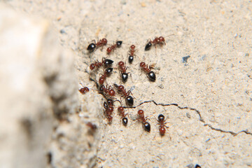 Black carpenter ant macro photo	
