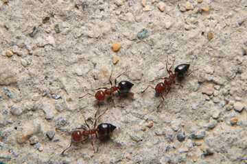 Black carpenter ant macro photo	