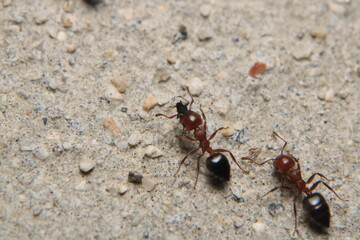 Black carpenter ant macro photo	