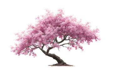 Obraz premium Pink sakura tree on transparent background