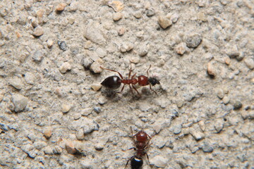 Black carpenter ant macro photo	