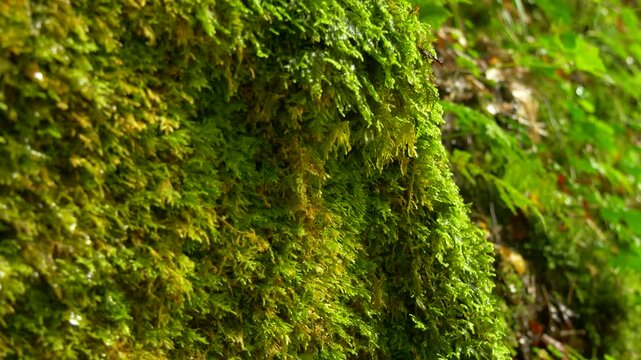 Natural Green Moss Background with Fresh Texture and Soft Light. Water drop
