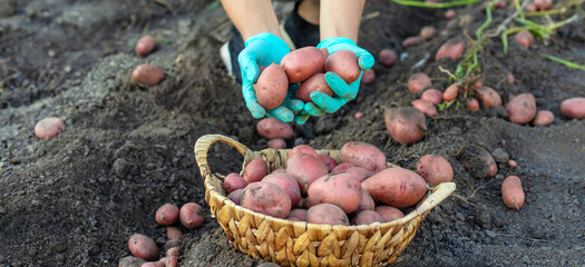 Farmer harvesting pink potatoes into a basket in the garden, close up