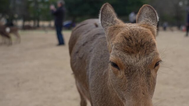 奈良公園の鹿