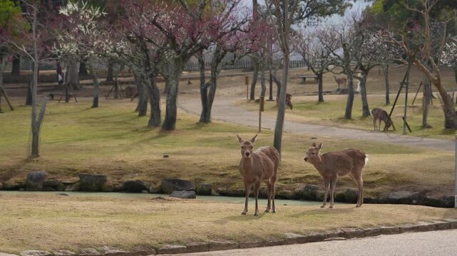 奈良公園の鹿