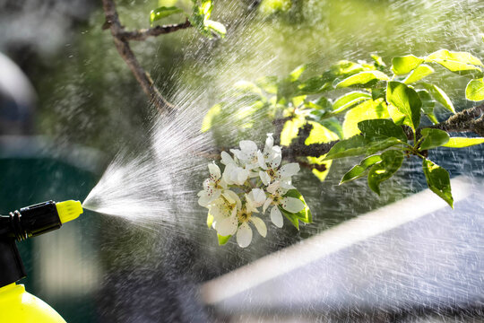 Treating apple tree blossoms for fruit yield and protection from pests and diseases. Copper sulfate treatment, solar