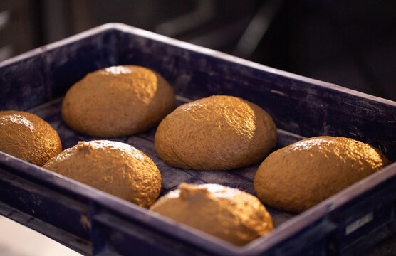 Freshly prepared rustic bread dough pieces proofing in a blue plastic tray prior to baking, capturing details of raw ingredients for artisanal food production