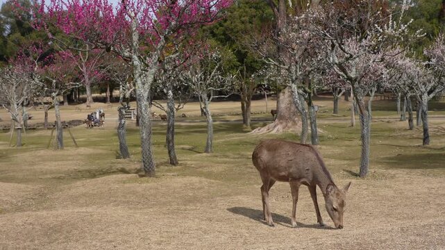 奈良公園の鹿