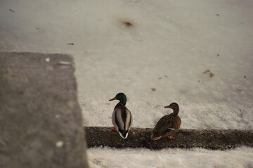 Fototapeta premium ducks on the city lake on the water in early spring, surrounded by ice