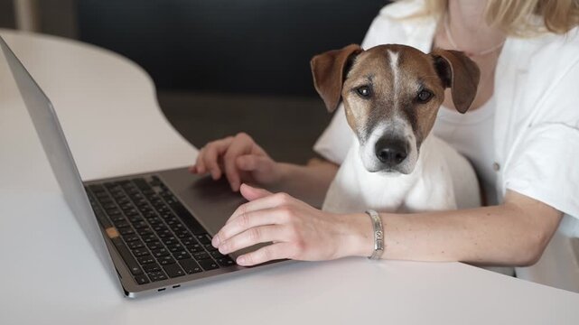 Office with pet dog Jack Russell terrier looking at camera sitting on woman lap. Owner girl using laptop. working in pet friendly coworking. video footage. pet parent lifestyle
