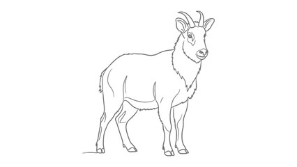 Alpine Ibex Illustration: A majestic alpine ibex stands confidently, showcasing its distinctive curved horns and robust physique in a clean, minimalist style. © hafs121