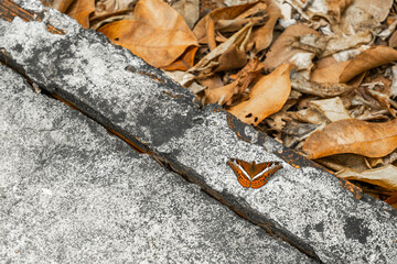 Orange Commander Butterfly Resting on Textured Stone Surface © Александр Коноплев