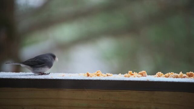Dark-eyed junco small bird perched on balcony on cold winter snow in Virginia with cute pink beak eating suet feed macro closeup