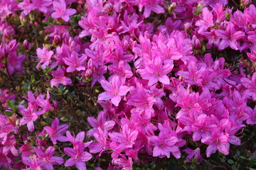 Bright pink azalea flowers blooming in a garden during spring season