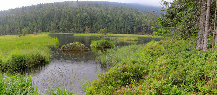 Feuchtgebiete am Gro&szlig;en Arbersee im Regen, Bayerischer Wald, Bayern, Deutschland, Panorama 