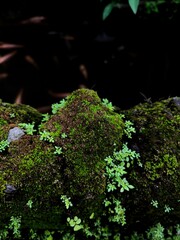 Mini garden plants growing with moss.