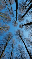 Fototapeta premium Intricate pattern of tree branches stretching high against a vibrant, clear blue sky, symbolizing renewal and fresh growth in the sunny spring forest, awakening, texture, fresh