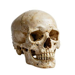 Obraz premium Human skull model on a white background showing the anatomy of the head bone