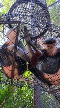 Red-shanked Douc Langur (Pygathrix nemaeus).