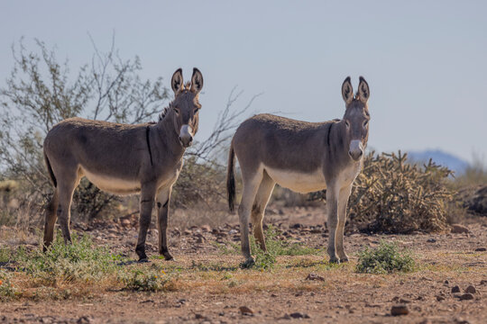 Wild Burros Near Lake Pleasant in the Winter in the Arizona Desert