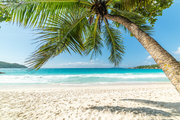 Fototapeta premium Palm tree by the sea in a tropical beach with turquoise water