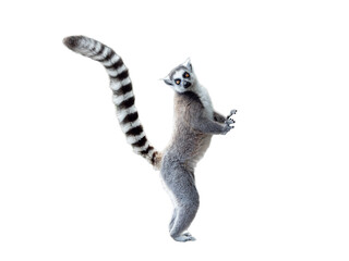 Fototapeta premium lemur isolated on white background