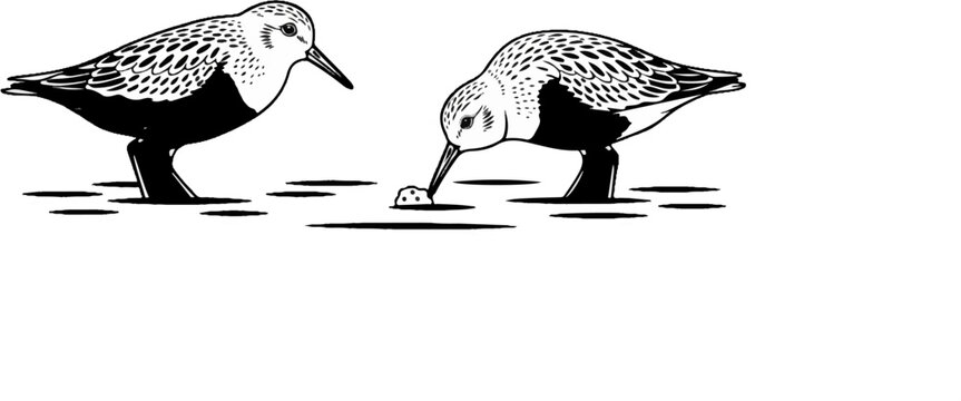 Two shorebirds forage in shallow water on a white background