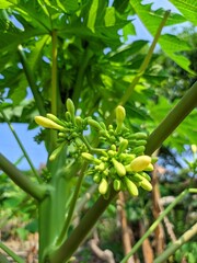 Naklejka premium Low angle view of green papaya flower buds (Carica papaya) blooming on the tree branch with leaves against a blue sky.
