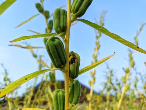 A photo of sesame fruit (Sesamum indicum) that is still fresh green, the leaves are starting to turn yellow, taken in the morning.