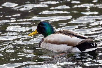 Obraz premium An adult male mallard or dabbling duck is floating on water on a daytime. Close up natural photography