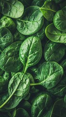 Fototapeta premium Vibrant Organic Spinach Leaves with Intricate Veins Displayed in a Lush Green Vegetable Medley Scene