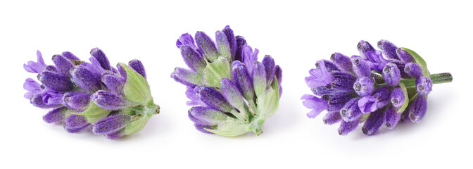 Lavender flowers isolated on white background
