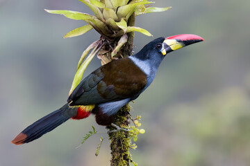 Fototapeta premium Gray-breasted Mountain Toucan Perched on Mossy Branch in Cloud Forest