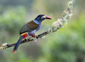 Fototapeta premium Gray-breasted Mountain Toucan Perched on a Mossy Forest Branch