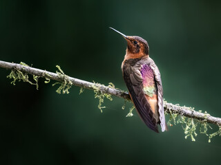 Obraz premium Shining Sunbeam Hummingbird Perched on Mossy Branch in Cloud Forest
