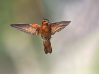 Obraz premium Shining Sunbeam Hummingbird Hovering Against Blurred Green Background