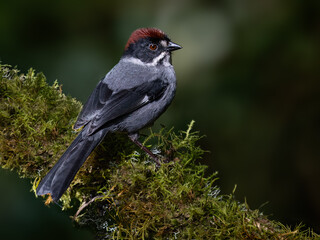 Obraz premium Northern Slaty Brushfinch Perched on Mossy Branch in Cloud Forest